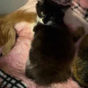 4 13-week-old kittens looking for forever homes - Image 2