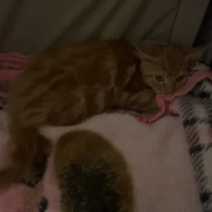 4 13-week-old kittens looking for forever homes - Image 3