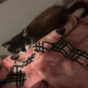 4 13-week-old kittens looking for forever homes - Image 4