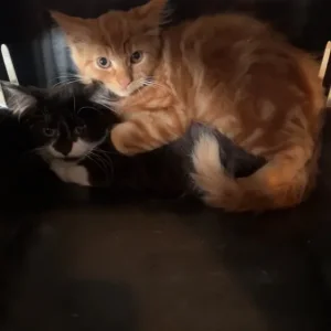 4 13-week-old kittens looking for forever homes - Image 5