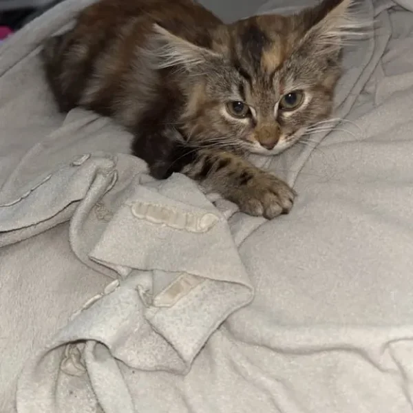 4 13-week-old kittens looking for forever homes