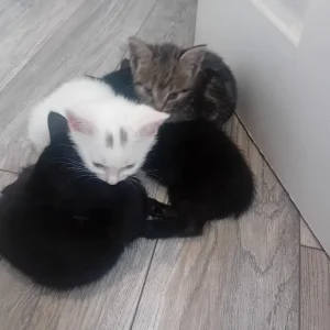 4 kittens - Image 2