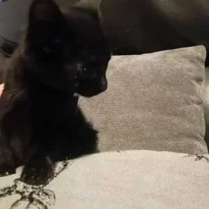 4 kittens - Image 3