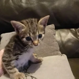 4 kittens - Image 5