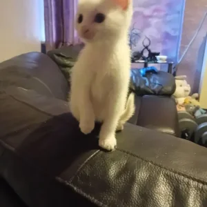 4 kittens - Image 6