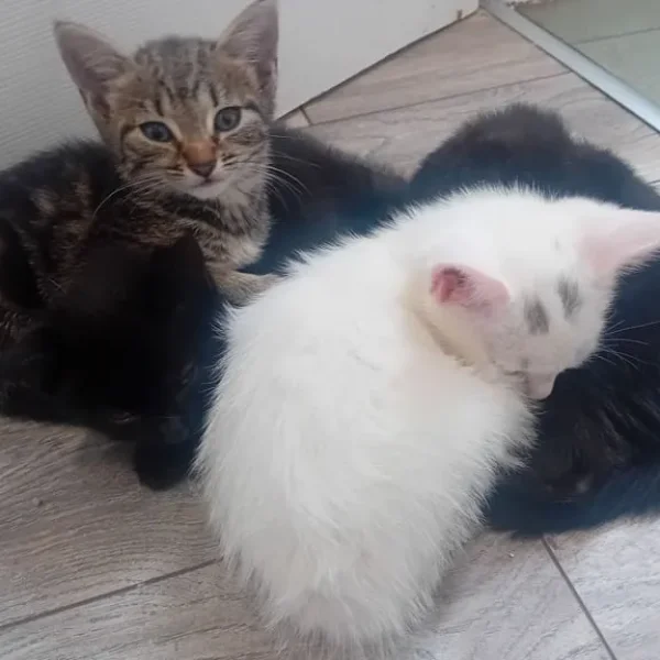 4 kittens