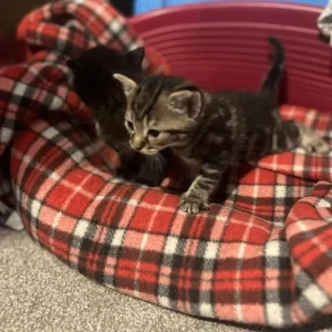 Kittens from a family cat mum - Image 2