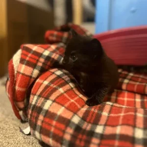 Kittens from a family cat mum - Image 3