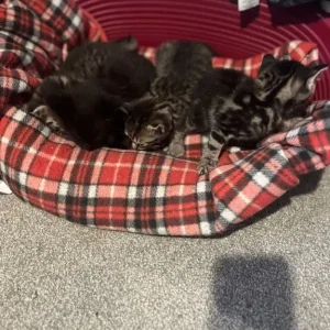 Kittens from a family cat mum - Image 6