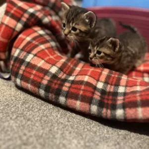 Kittens from a family cat mum