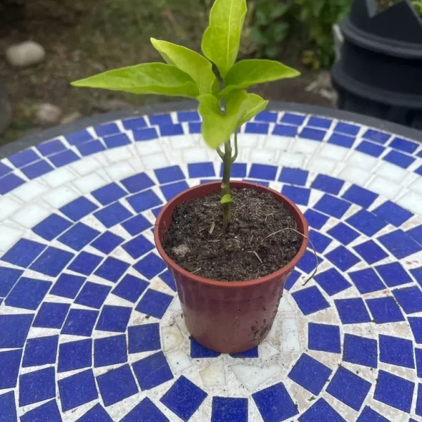 Green Pepper Plant
