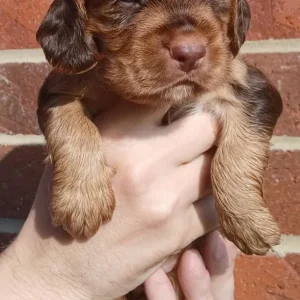 Cocker Spaniel Puppies - Image 2
