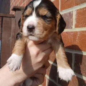 Cocker Spaniel Puppies - Image 3