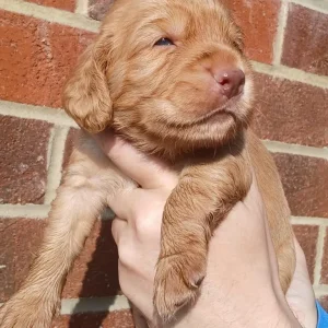 Cocker Spaniel Puppies - Image 4