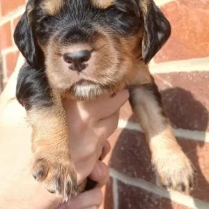 Cocker Spaniel Puppies - Image 5