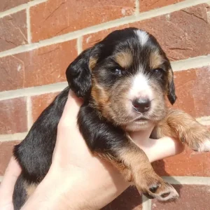 Cocker Spaniel Puppies - Image 6
