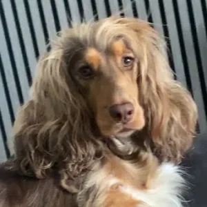 Cocker Spaniel Puppies - Image 7