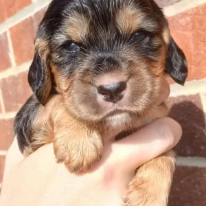 Cocker Spaniel Puppies