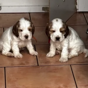 Healthy KC Registered Cocker Spaniel Puppies - Image 2