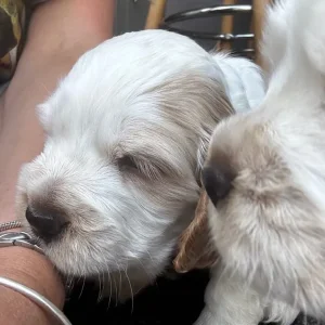 Healthy KC Registered Cocker Spaniel Puppies - Image 3