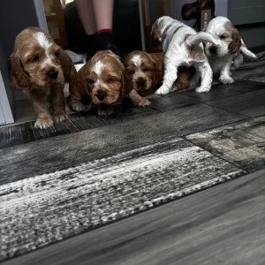 Healthy KC Registered Cocker Spaniel Puppies - Image 4