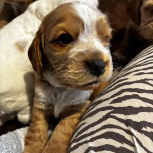 Healthy KC Registered Cocker Spaniel Puppies - Image 5