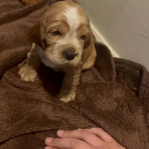 Healthy KC Registered Cocker Spaniel Puppies - Image 6