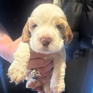 Healthy KC Registered Cocker Spaniel Puppies - Image 7