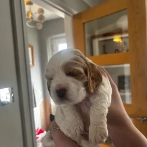 Healthy KC Registered Cocker Spaniel Puppies - Image 8