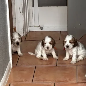 Healthy KC Registered Cocker Spaniel Puppies