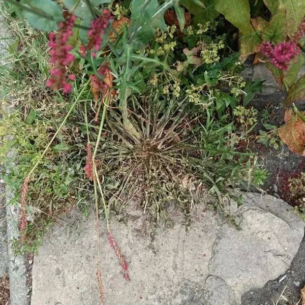 Weed Wacker Services