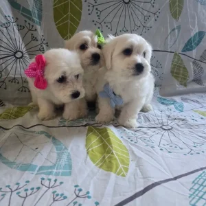 Maltese puppy - Image 2