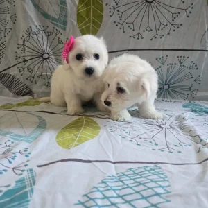 Maltese puppy - Image 3