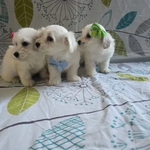Maltese puppy - Image 4