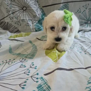 Maltese puppy - Image 5