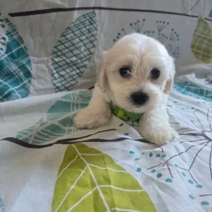 Maltese puppy - Image 6