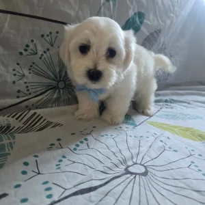 Maltese puppy - Image 7