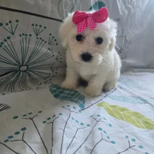 Maltese puppy - Image 8