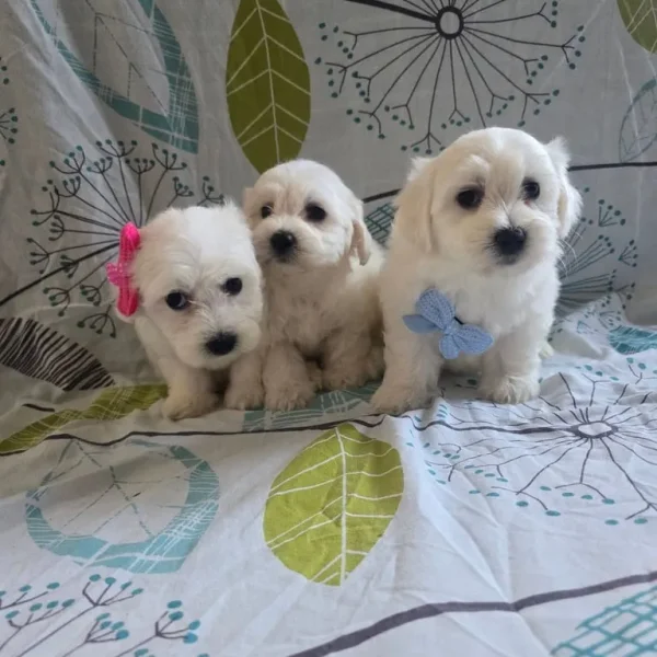 Maltese puppy