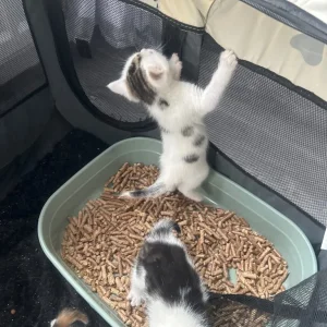 Two boys and one girl - Image 2