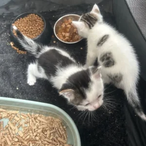 Two boys and one girl - Image 3