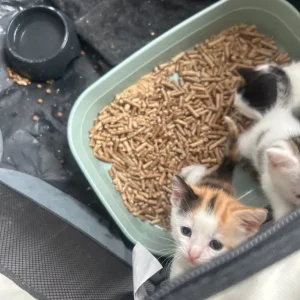 Two boys and one girl - Image 4