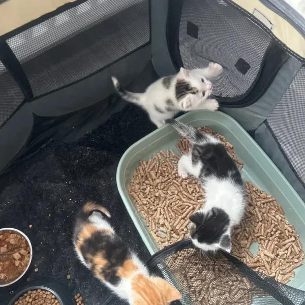 Two boys and one girl