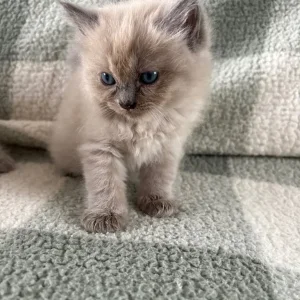Ragdoll kittens, mixed colours, ready to go - Image 2