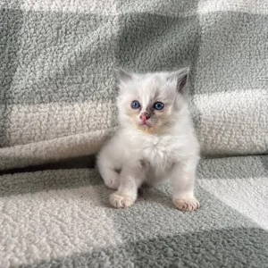 Ragdoll kittens, mixed colours, ready to go - Image 3