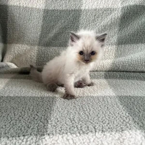 Ragdoll kittens, mixed colours, ready to go - Image 4