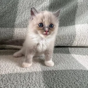 Ragdoll kittens, mixed colours, ready to go - Image 5