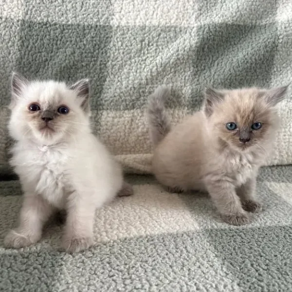 Ragdoll kittens, mixed colours, ready to go