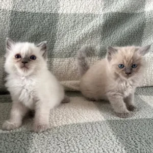 Ragdoll kittens, mixed colours, ready to go
