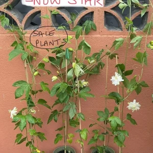Passion Flower plant, passiflora incarnata, ‘Cool Tropics Snowstar’ - Image 2